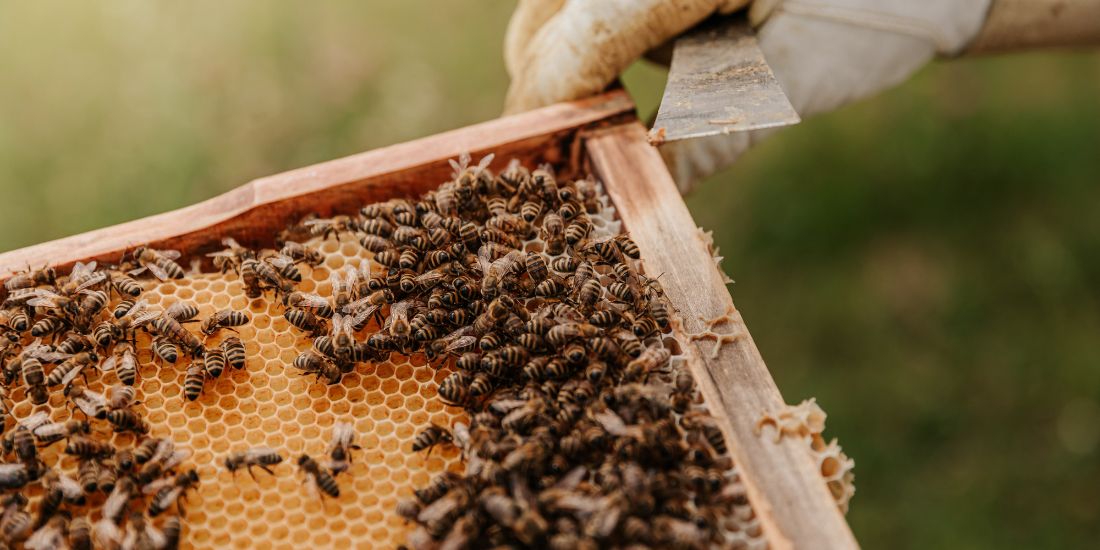 Hive of bees: bee products can be in toothpaste and so not vegan